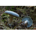 Мицелий Говорушки анисовой / Говорушка душистая (Clitocybe odorа)